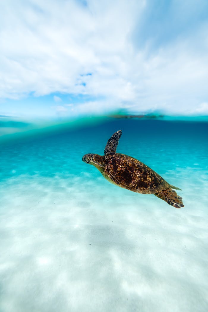 A beautiful sea turtle glides through crystal-clear tropical ocean waters.